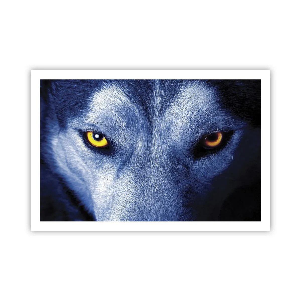 Poster - Faszinierender Blick - 91x61 cm