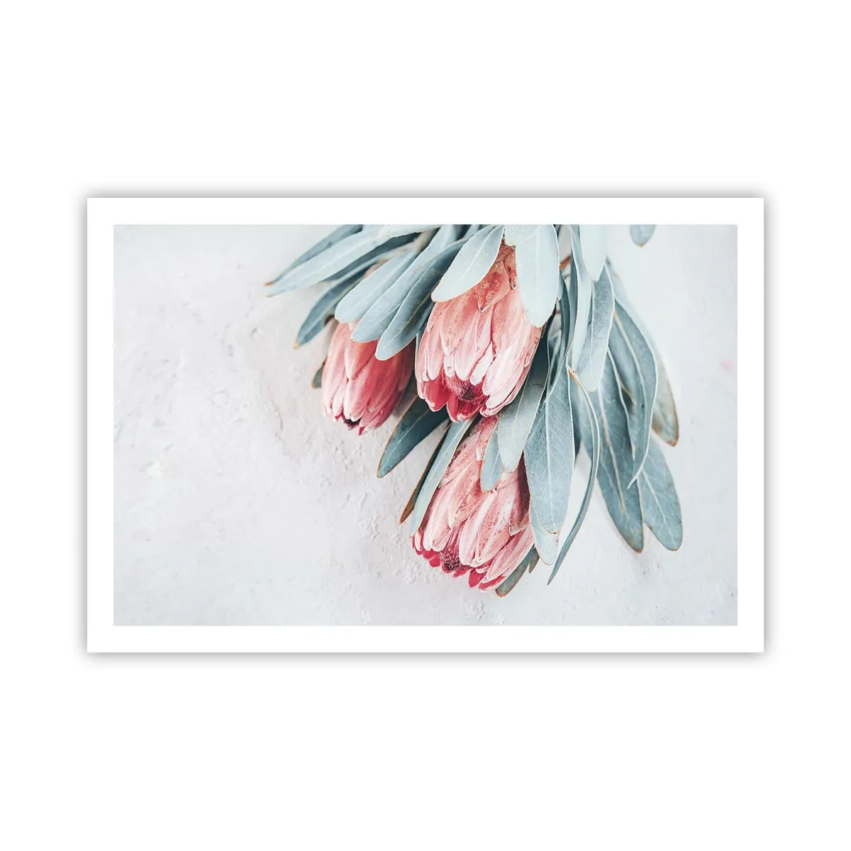 Poster - Schämen sich für ihre eigene Schönheit - 91x61 cm