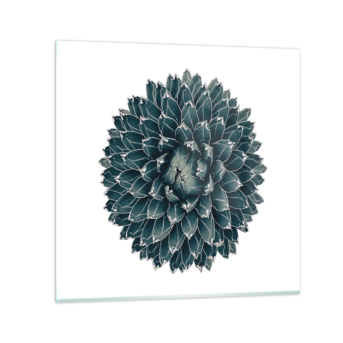 Glasbild - Bild auf glas - Stern der Wüste - 60x60 cm