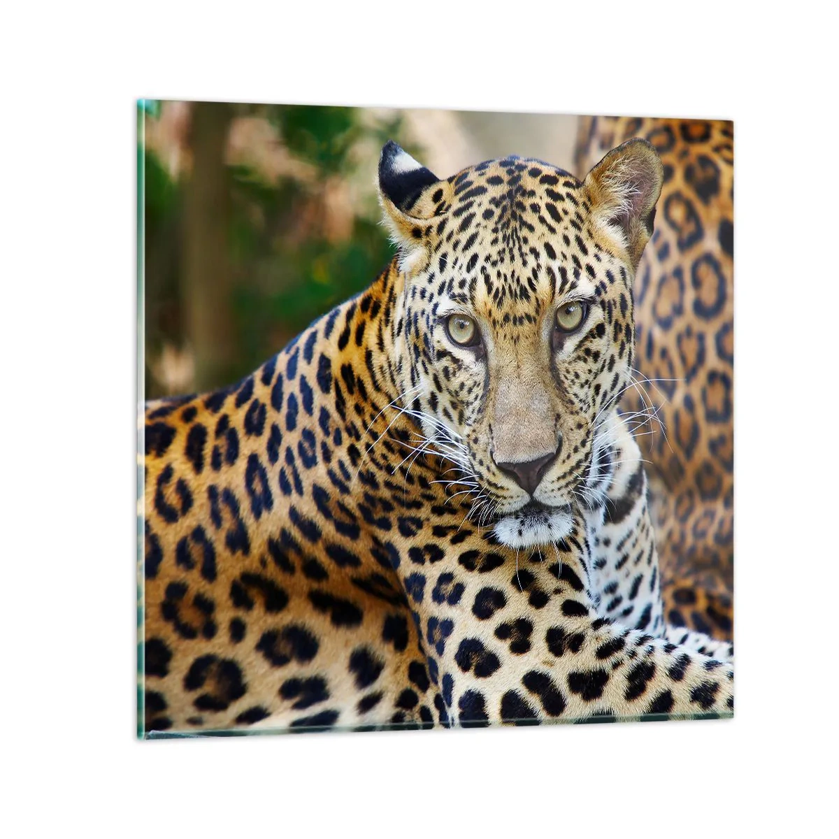 Glasbild - Bild auf glas - Wild und ruhig - 50x50 cm