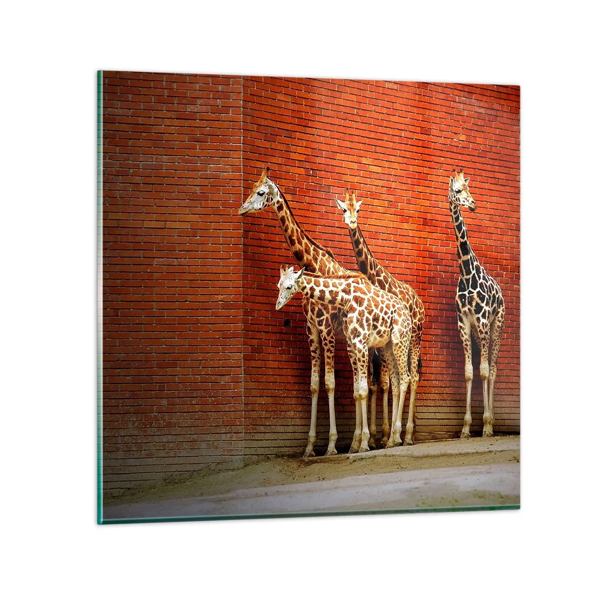 Glasbild - Bild auf glas - Sehen Sie Akazien? - 70x70 cm