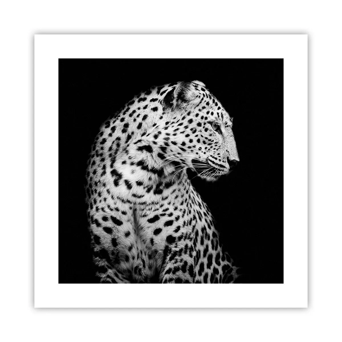 Poster - Rechtes Profil perfekt! - 40x40 cm