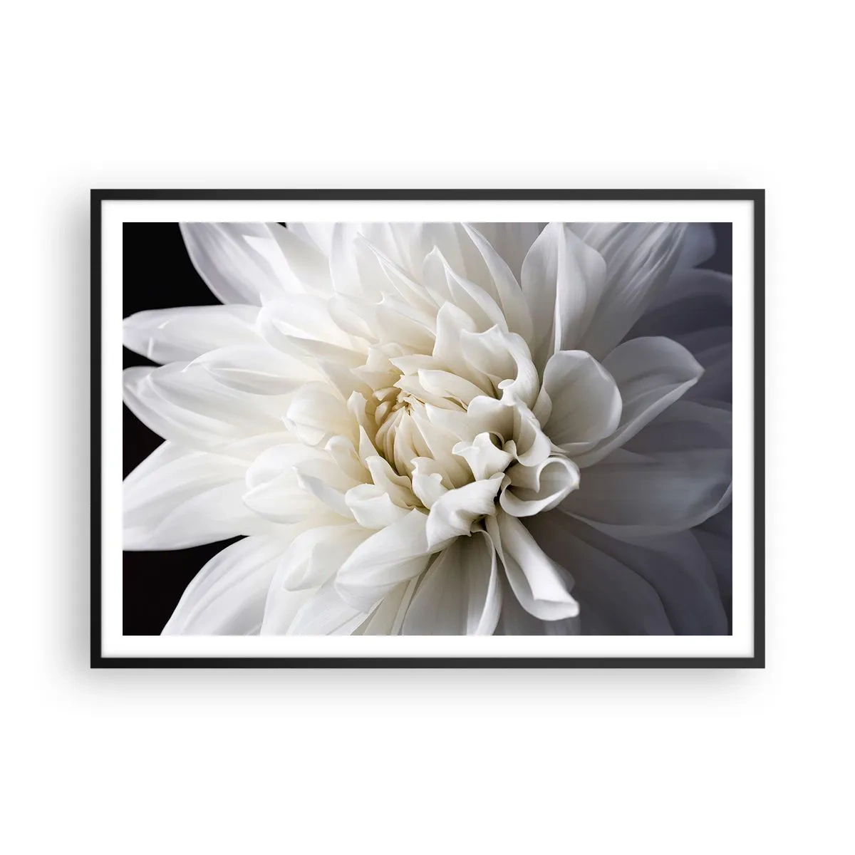 Poster in einem schwarzem Rahmen - Eine zarte weiße Blume auf schwarzem Hintergrund in einer eleganten Komposition - 100x70cm - Der Morgen der Braut - Moderne Wanddekoration für Wohnzimmer und Schlafzimmer ARTTOR