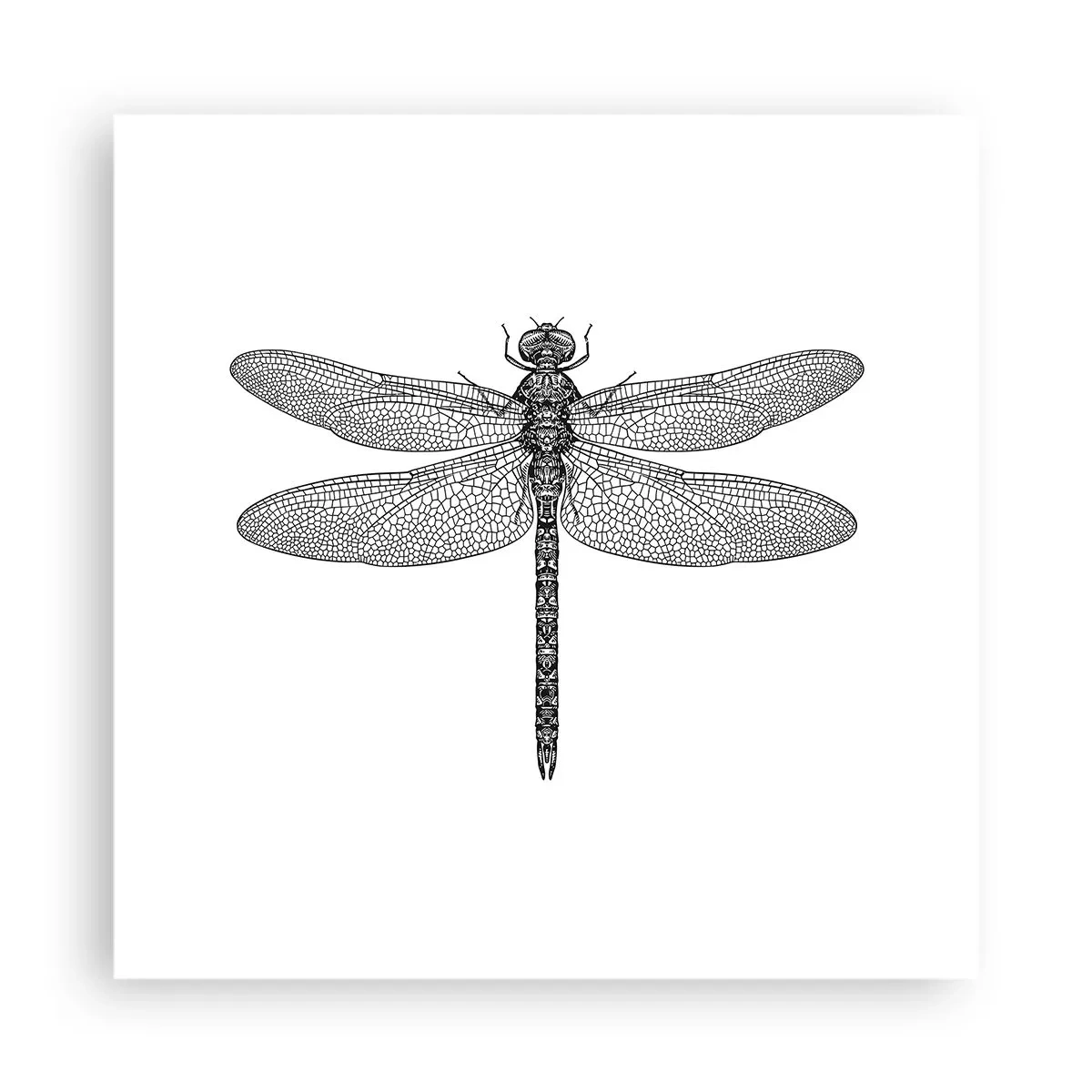 Poster - Präzision der Natur - 40x40 cm