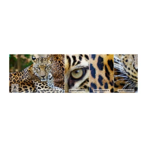 Fototapeten Muster Selbstklebend Deluxe Sticker - Wild und ruhig - Tiere, Leopard, Afrika - 100x30 cm