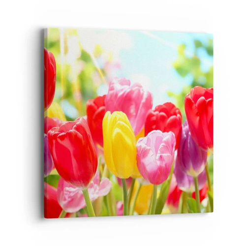 Bild auf Leinwand - Leinwandbild - Wir sind es, die Farben des Mais! - 40x40 cm