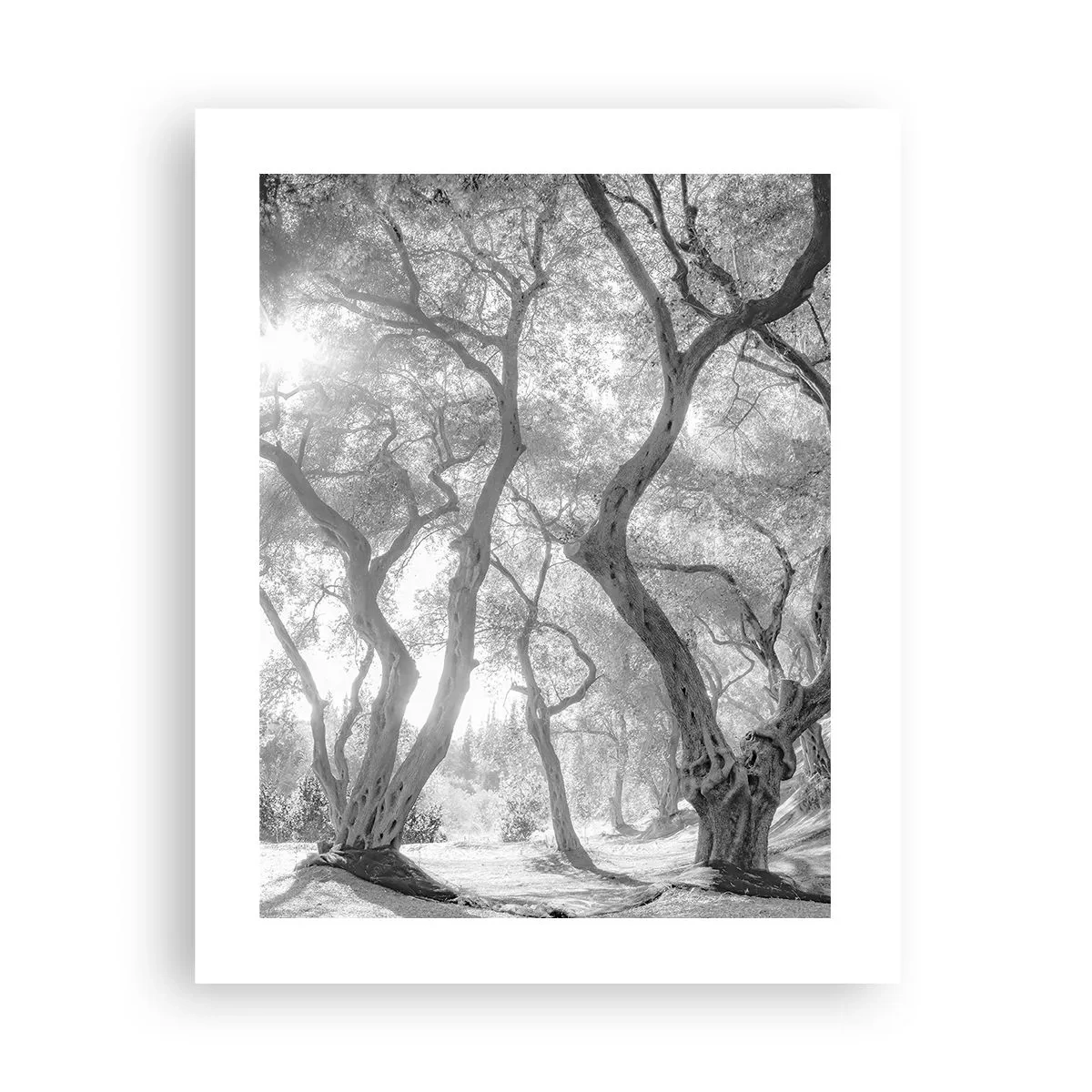 Poster - Im Olivenhain - 40x50 cm
