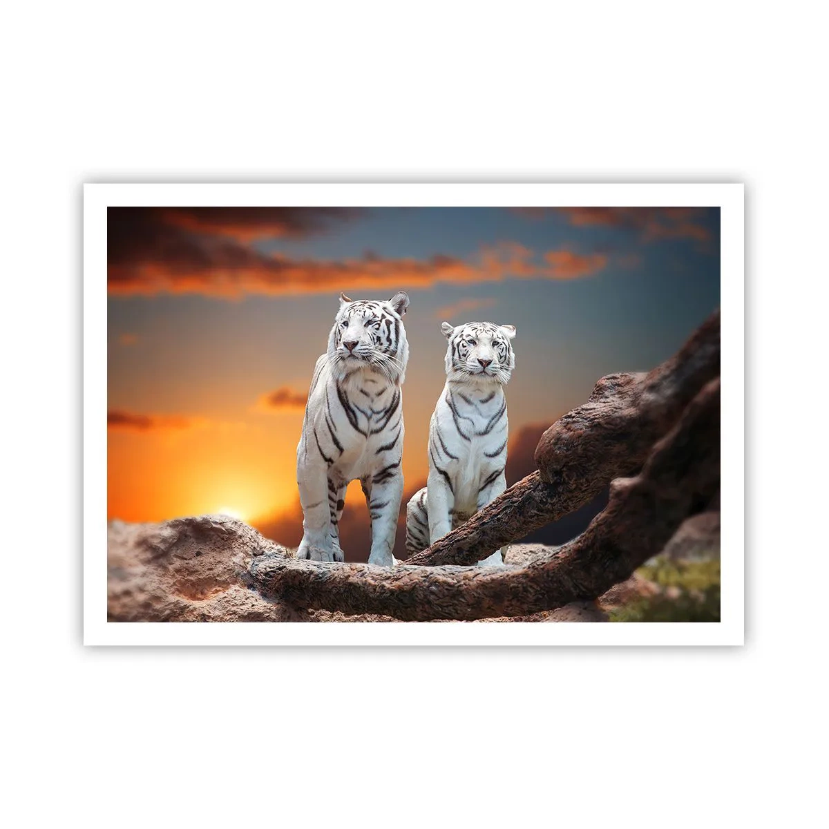 Poster - Weiße Tiger in der untergehenden Sonne vor der Kulisse der Natur - 100x70cm - Genau wie Narnia - Moderne Wanddekoration für Wohnzimmer und Schlafzimmer ARTTOR