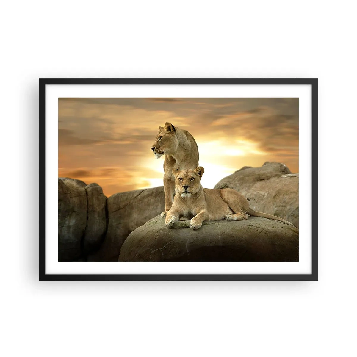 Poster in einem schwarzem Rahmen - Zwei Löwinnen ruhen bei Sonnenuntergang auf einem Felsen - 70x50cm - Königliche Majestät - Moderne Wanddekoration für Wohnzimmer und Schlafzimmer ARTTOR
