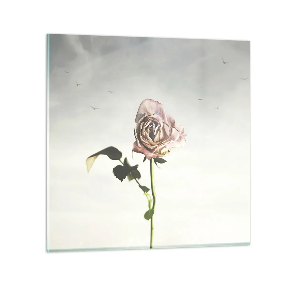Glasbild - Bild auf glas - Begrüßung des Frühlings - 40x40 cm
