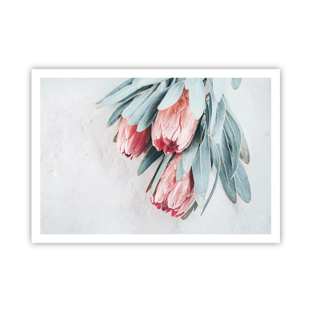 Poster - Dezente rosa Protea-Blüten auf hellem Hintergrund - 100x70cm - Schämen sich für ihre eigene Schönheit - Moderne Wanddekoration für Wohnzimmer und Schlafzimmer ARTTOR
