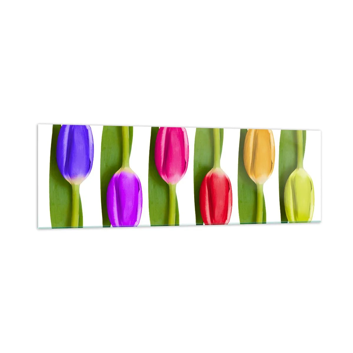 Glasbild - Bild auf glas - Bunte Tulpen in einer Reihe auf weißem Hintergrund angeordnet - 160x50cm - Regenbogenkomposition - Moderne Wanddekoration für Wohnzimmer und Schlafzimmer ARTTOR