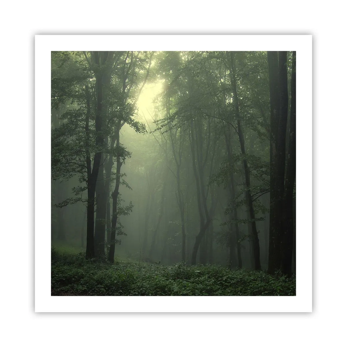 Poster - Bevor er aufwacht - 60x60 cm