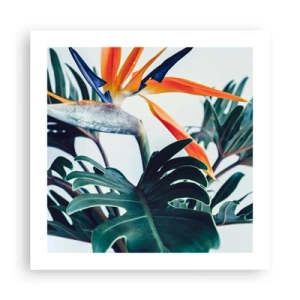 Poster - Vogelbusch - 50x50 cm