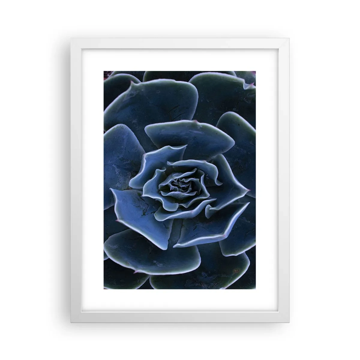 Poster in einem weißen Rahmen - Wüstenblume - 30x40 cm