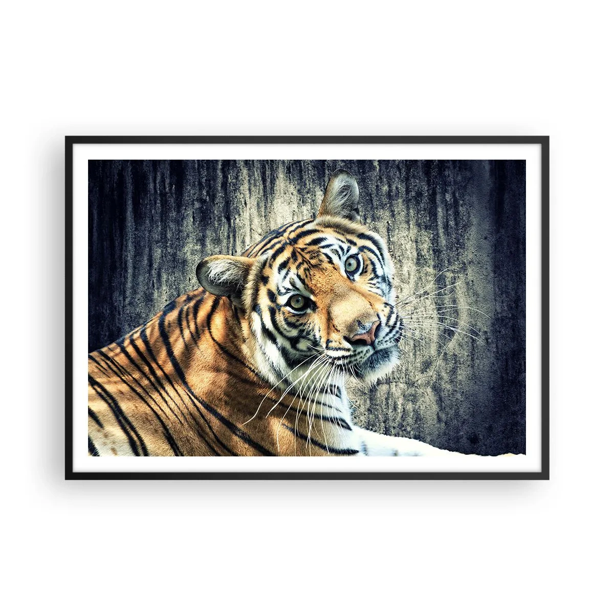 Poster in einem schwarzem Rahmen - Ein Tiger liegt an einer rauen Wand - 100x70cm - Portrait in Lichtstrahlen - Moderne Wanddekoration für Wohnzimmer und Schlafzimmer ARTTOR