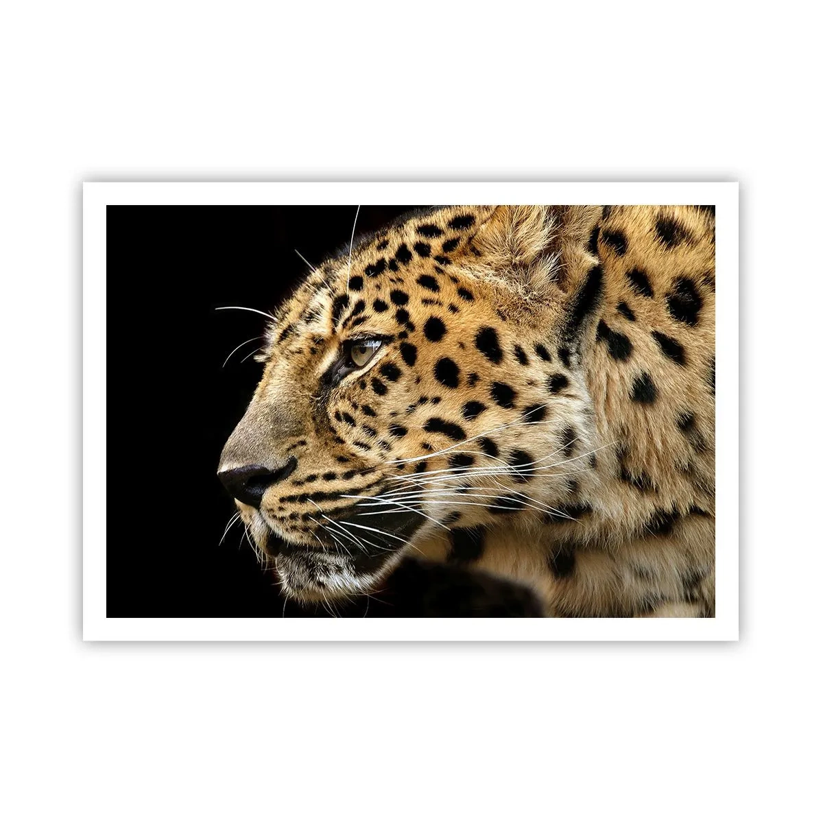 Poster - Nahaufnahme des Kopfes eines Leoparden vor schwarzem Hintergrund - 100x70cm - Ruhig, fokussiert, bereit - Moderne Wanddekoration für Wohnzimmer und Schlafzimmer ARTTOR