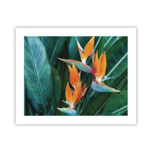 Poster - Ist es eine Blume oder ist es ein Vogel? - 50x40 cm