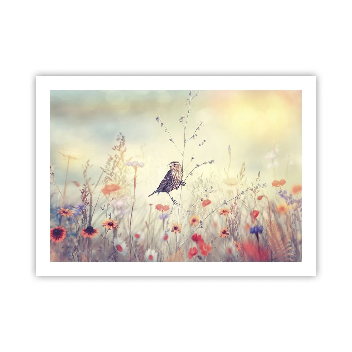 Poster - Vogelporträt mit einer Wiese im Hintergrund - 70x50 cm