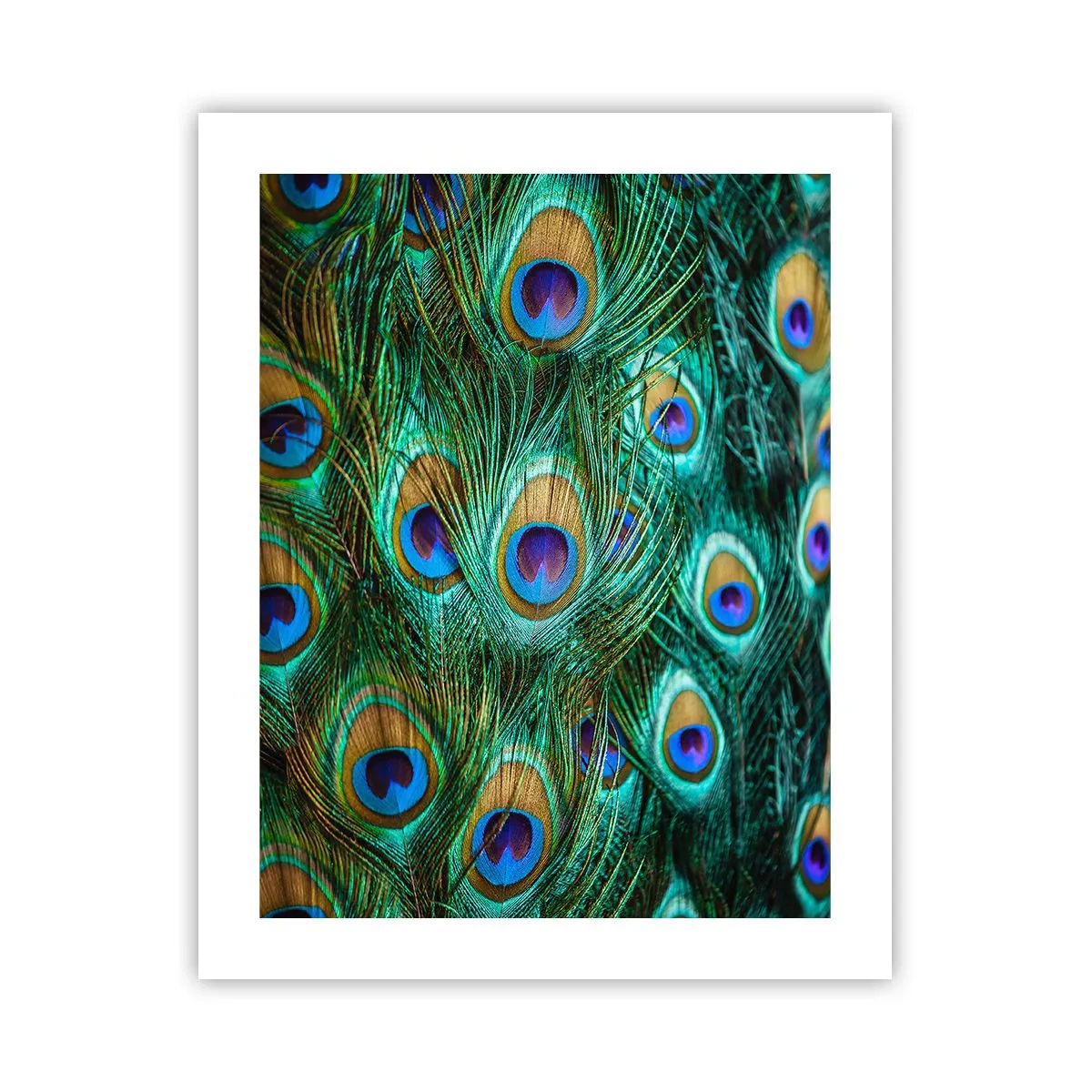 Poster - Ein Blick mit Pfauenaugen - 40x50 cm