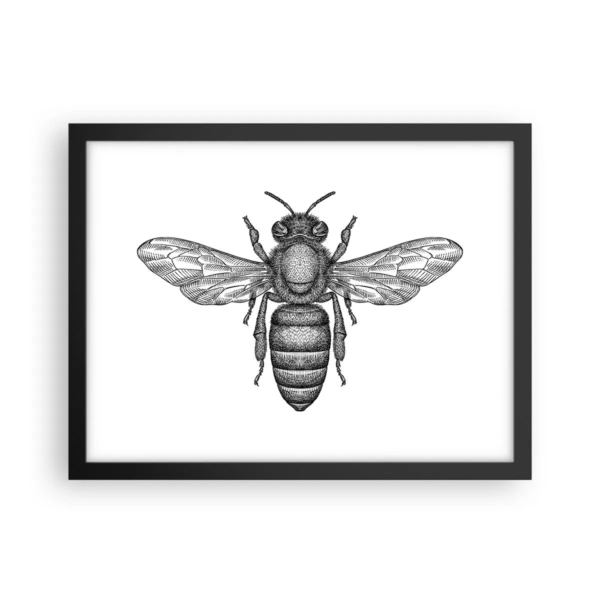 Poster in einem schwarzem Rahmen - Insektenporträt - 40x30 cm