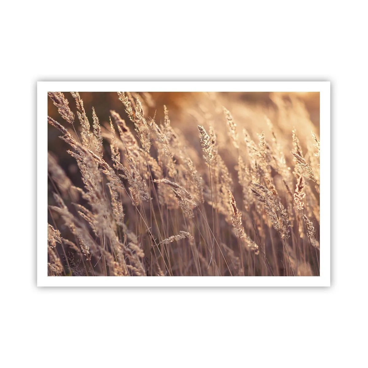 Poster - Goldene Gräser vor dem Hintergrund der untergehenden Sonne - 100x70cm - Bereit, den Herbst willkommen zu heißen - Moderne Wanddekoration für Wohnzimmer und Schlafzimmer ARTTOR