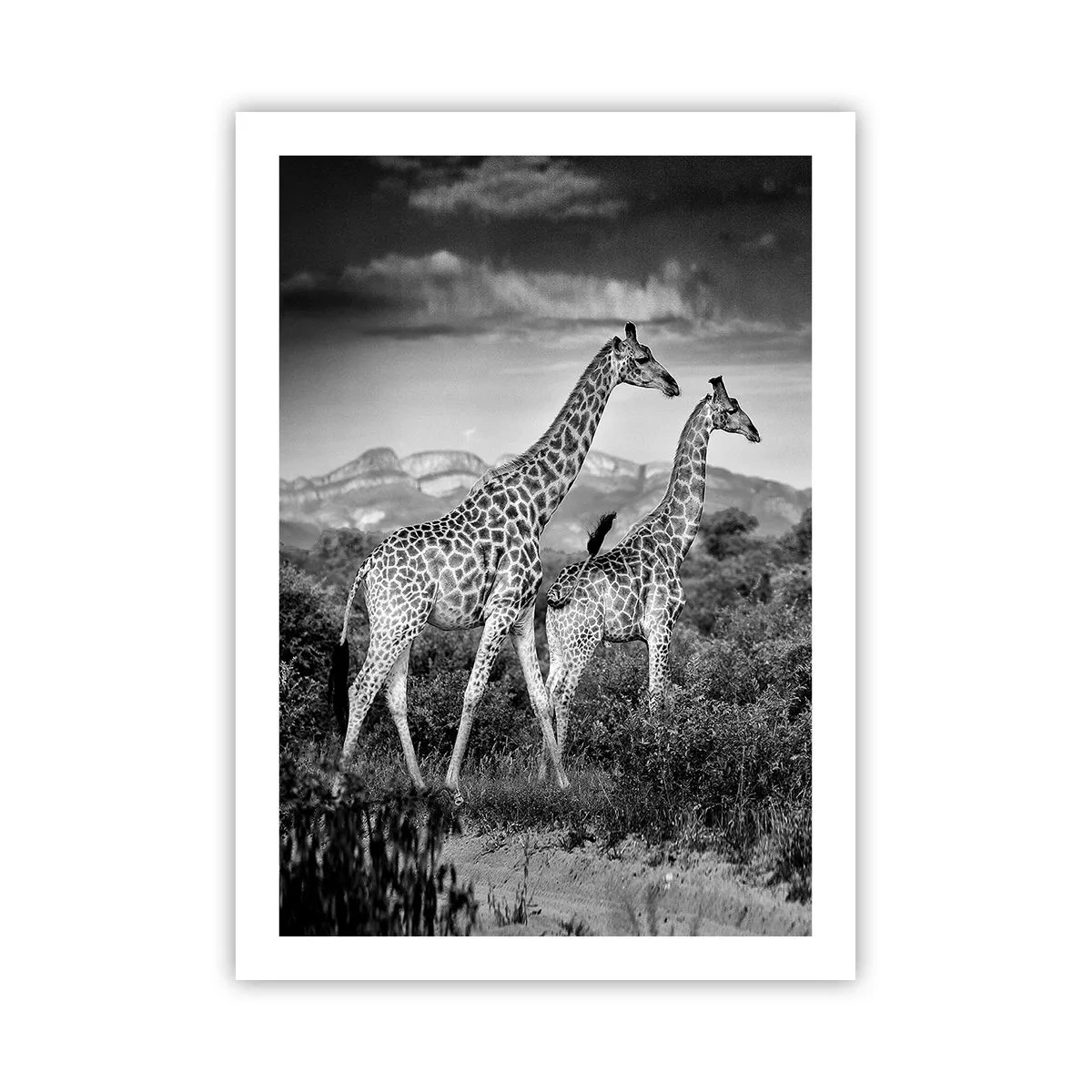Poster - Schwarz-Weiß-Porträt von Giraffen vor dem Hintergrund einer afrikanischen Landschaft - 50x70cm - Hohe Sphären in Afrika - Moderne Wanddekoration für Wohnzimmer und Schlafzimmer ARTTOR