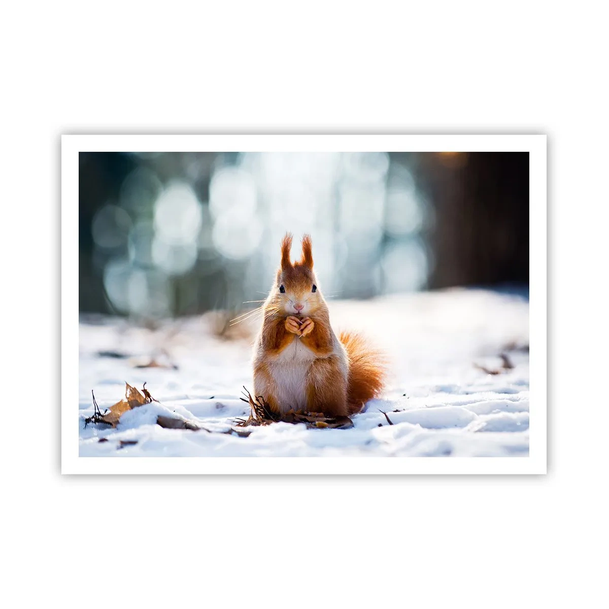 Poster - Ein Eichhörnchen in einer Winterlandschaft - 100x70cm - Wo schaust du hin? - Moderne Wanddekoration für Wohnzimmer und Schlafzimmer ARTTOR