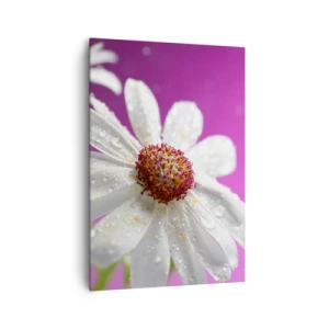 Bild auf Leinwand - Leinwandbild - Ein weißes Gänseblümchen mit Wassertropfen auf einem rosa Hintergrund - 70x100cm - Bescheiden in seiner Schönheit - Moderne Wanddekoration für Wohnzimmer und Schlafzimmer ARTTOR
