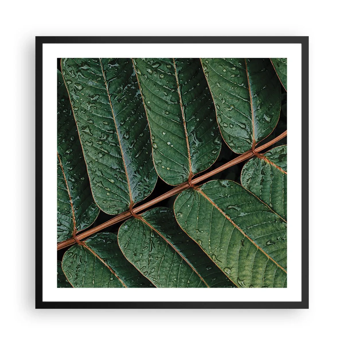 Poster in einem schwarzem Rahmen - Im grünen Rhythmus - 60x60 cm