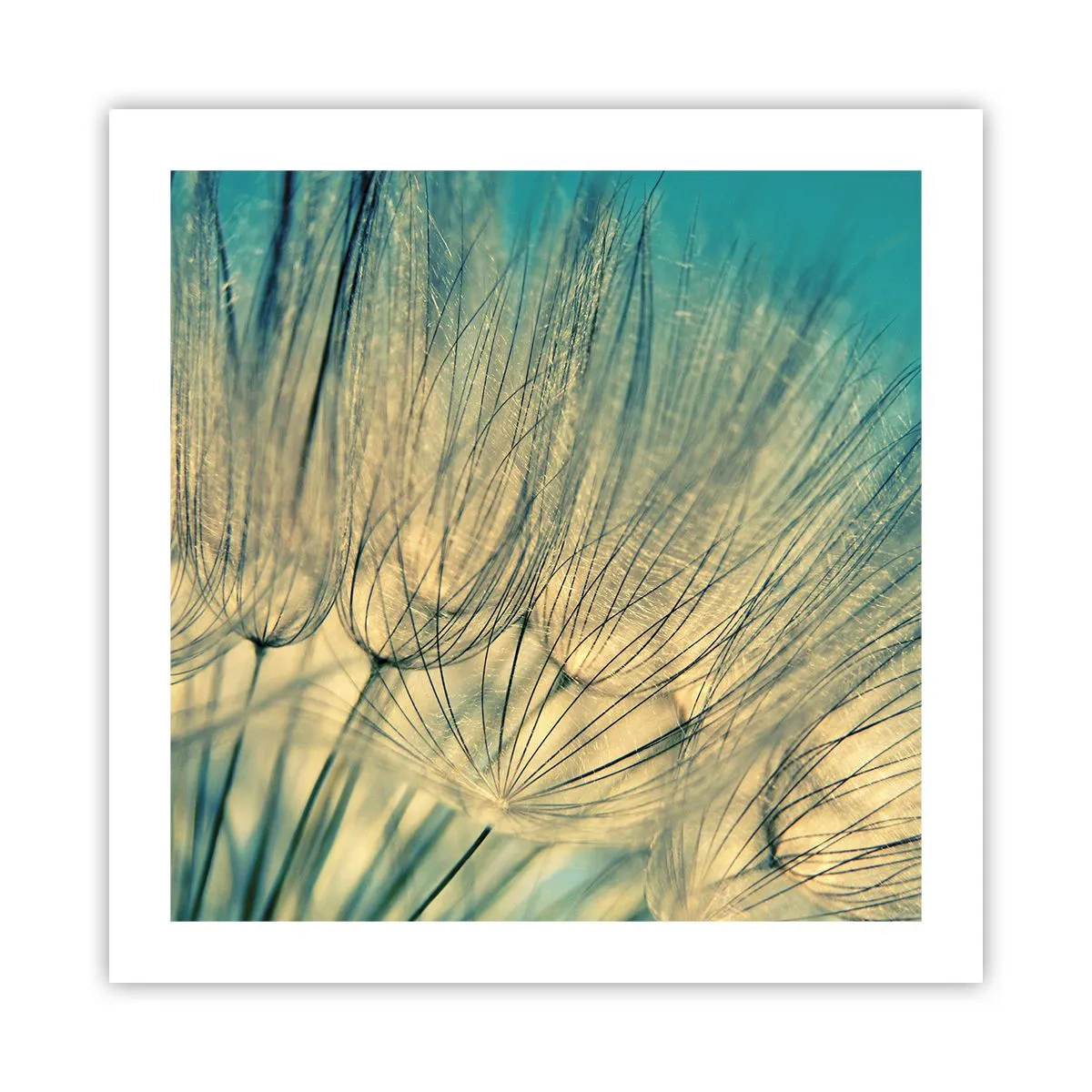 Poster - In Erwartung des Windes - 50x50 cm