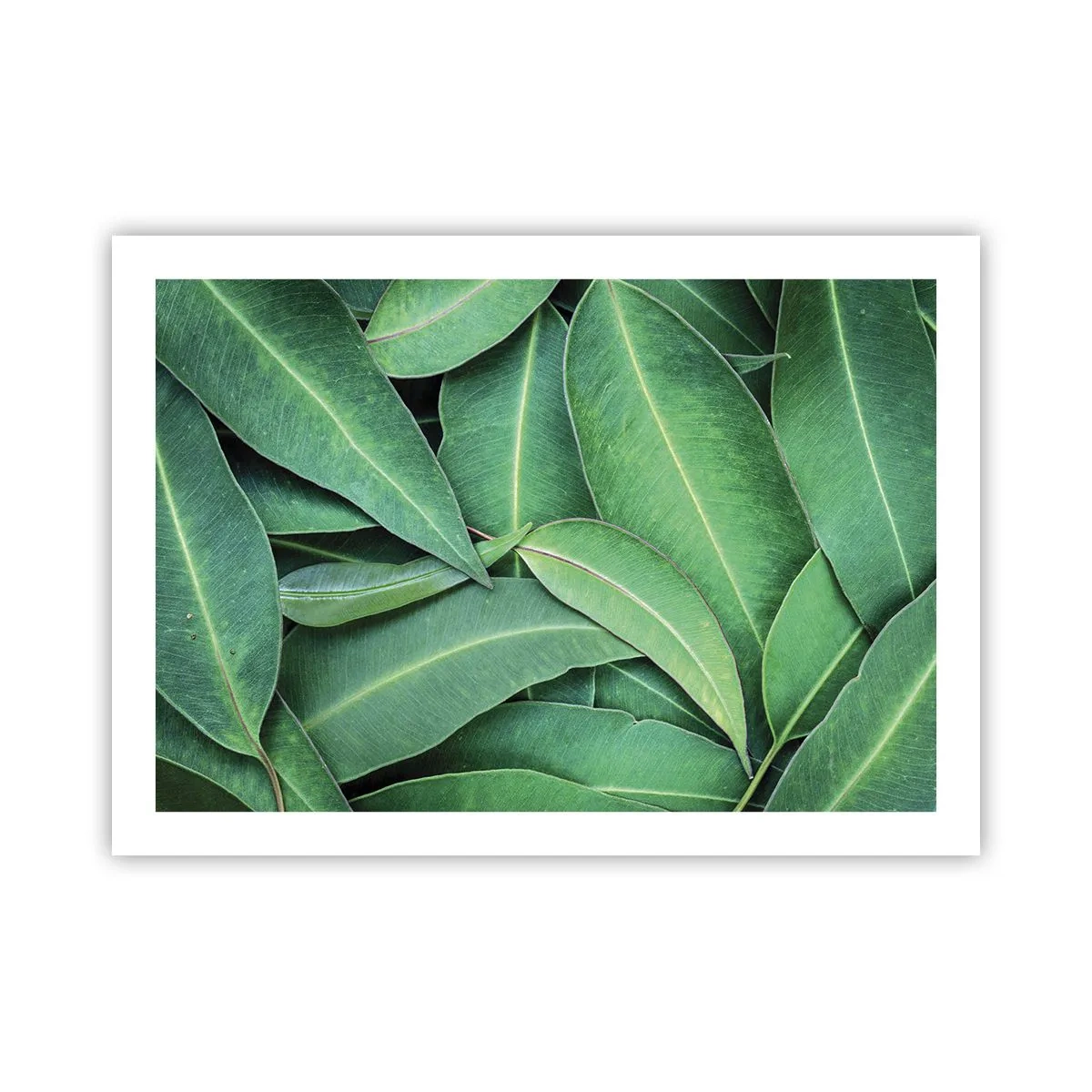 Poster - Saftig und frisch - 70x50 cm