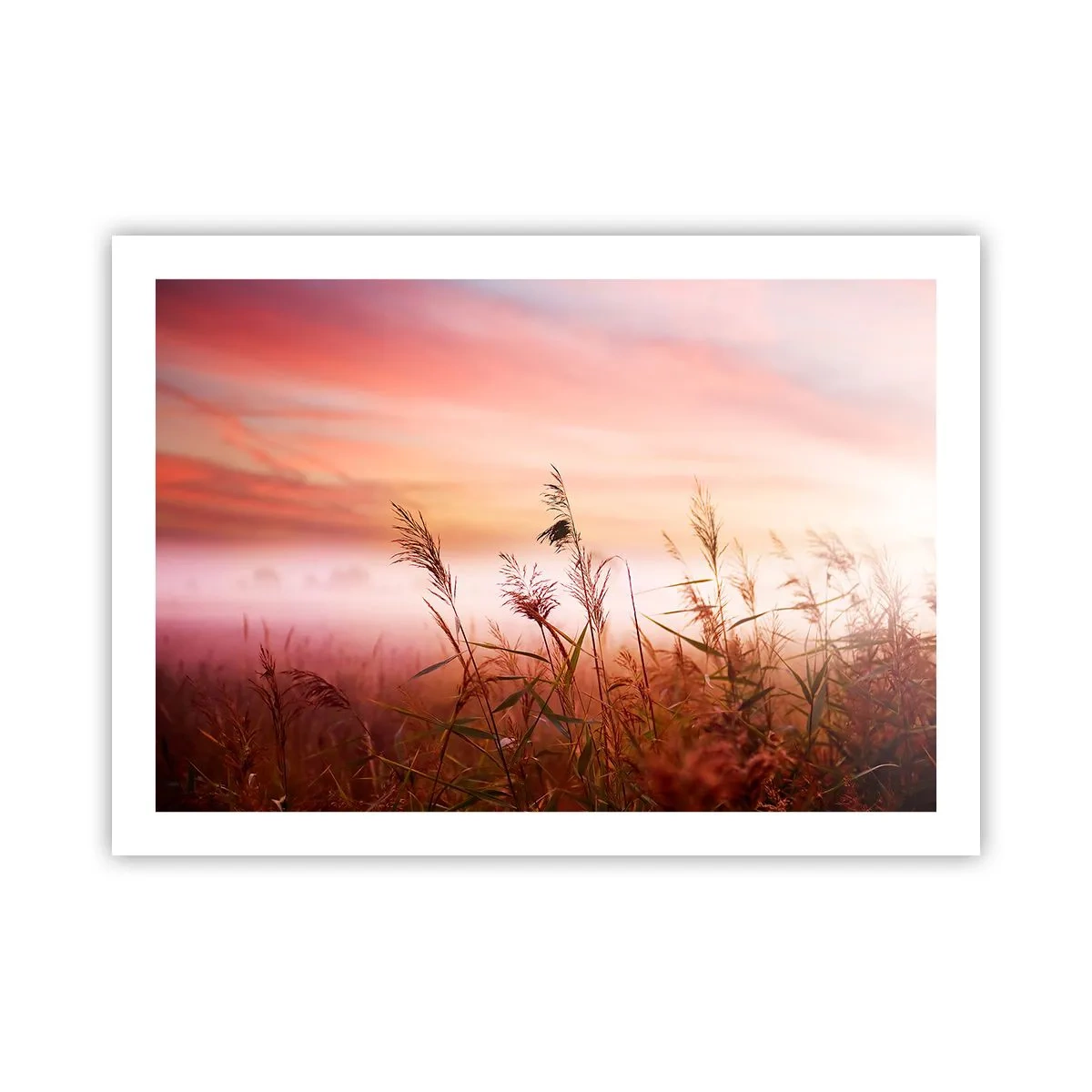 Poster - Drachen, Löwenzahn, Wind - 70x50 cm