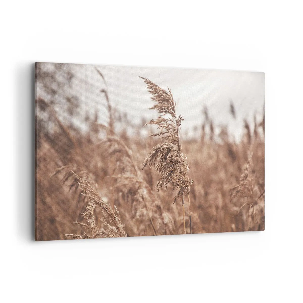 Bild auf Leinwand - Leinwandbild - Goldene Gräser vor dem Hintergrund der Herbstlandschaft - 120x80cm - Auf den Feldern ist es schon Herbst - Moderne Wanddekoration für Wohnzimmer und Schlafzimmer ARTTOR