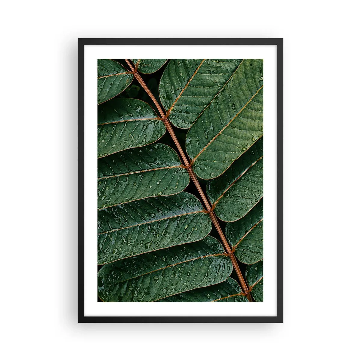 Poster in einem schwarzem Rahmen - Blätter mit Wassertropfen bilden eine harmonische Komposition - 50x70cm - Im grünen Rhythmus - Moderne Wanddekoration für Wohnzimmer und Schlafzimmer ARTTOR