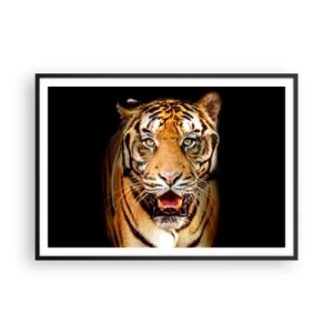 Poster in einem schwarzem Rahmen - Ein Tiger mit offenem Maul auf schwarzem Hintergrund - 100x70cm - Wild im Herzen - Moderne Wanddekoration für Wohnzimmer und Schlafzimmer ARTTOR
