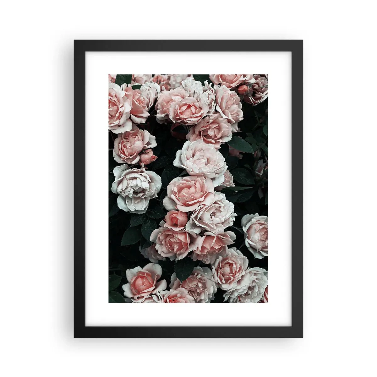 Poster in einem schwarzem Rahmen - Rosen-Ensemble - 30x40 cm