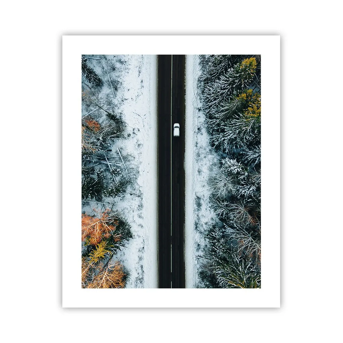 Poster - Schnitt durch den Winterwald - 40x50 cm