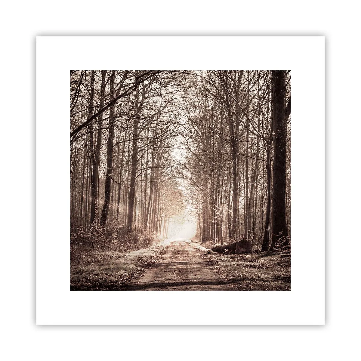 Poster - Waldkathedrale - 30x30 cm