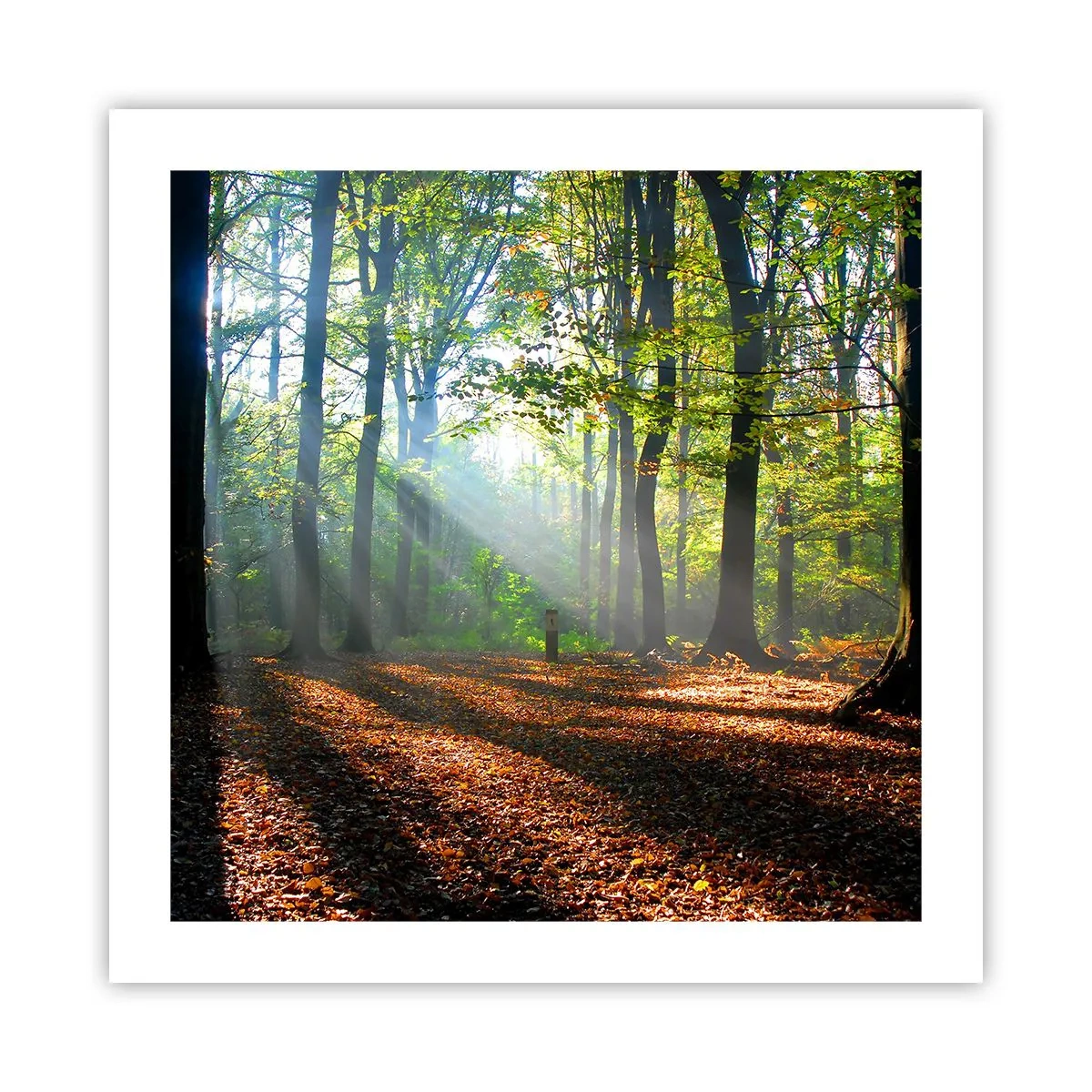 Poster - Licht und Schatten - 50x50 cm