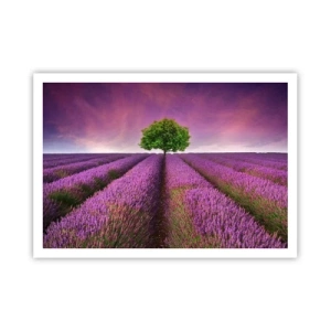 Poster - Ein Lavendelfeld mit einem einsamen Baum und einem violetten Himmel - 100x70cm - Auf Lavendelfeldern - Moderne Wanddekoration für Wohnzimmer und Schlafzimmer ARTTOR