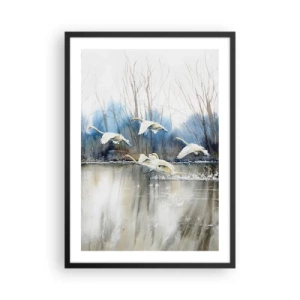 Poster in einem schwarzem Rahmen - Ein Schwarm Schwäne, der in malerischem Stil über dem Wasser schwebt - 50x70cm - Wie im Märchen von den wilden Schwänen - Moderne Wanddekoration für Wohnzimmer und Schlafzimmer ARTTOR