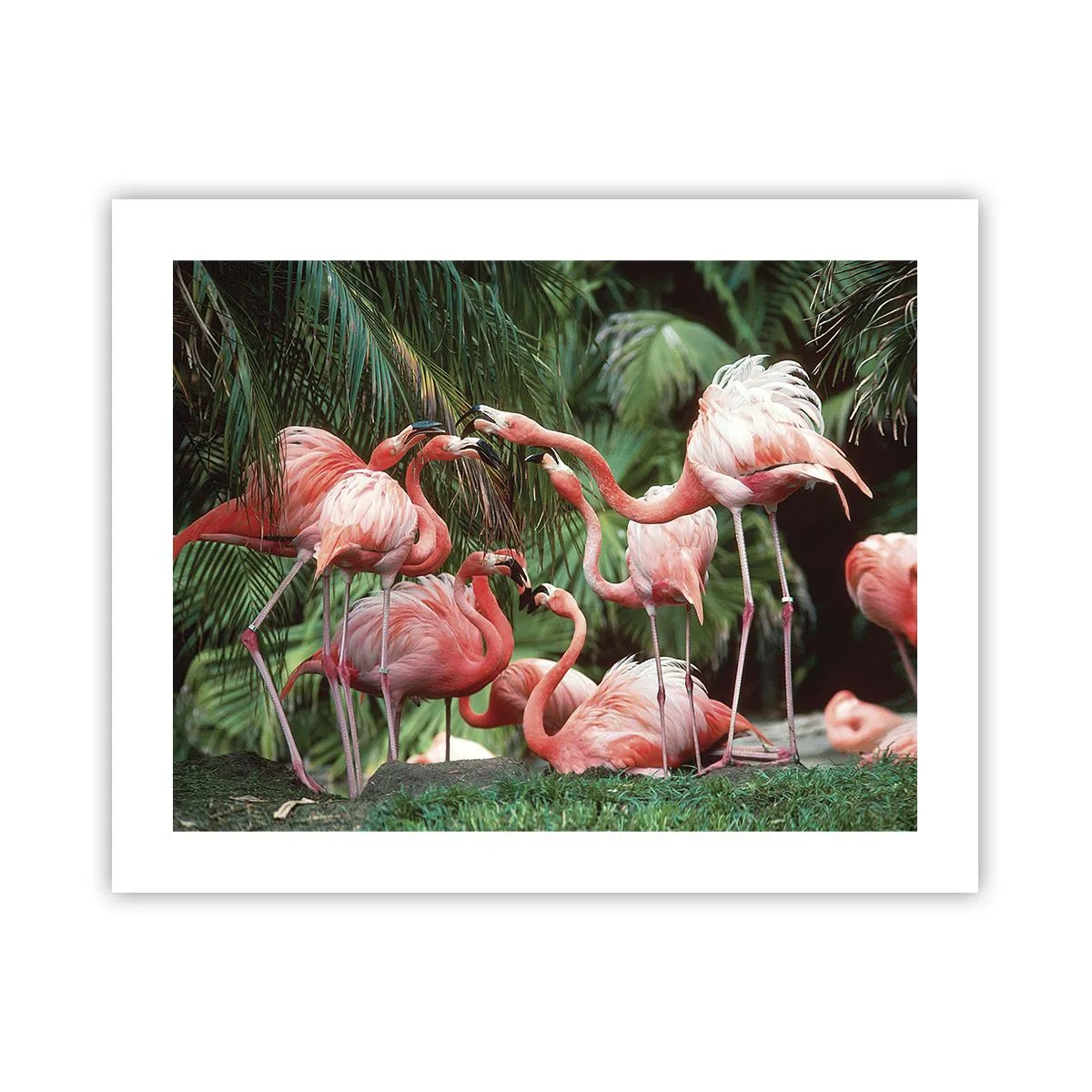 Poster - Nachmittagsklatsch - 50x40 cm