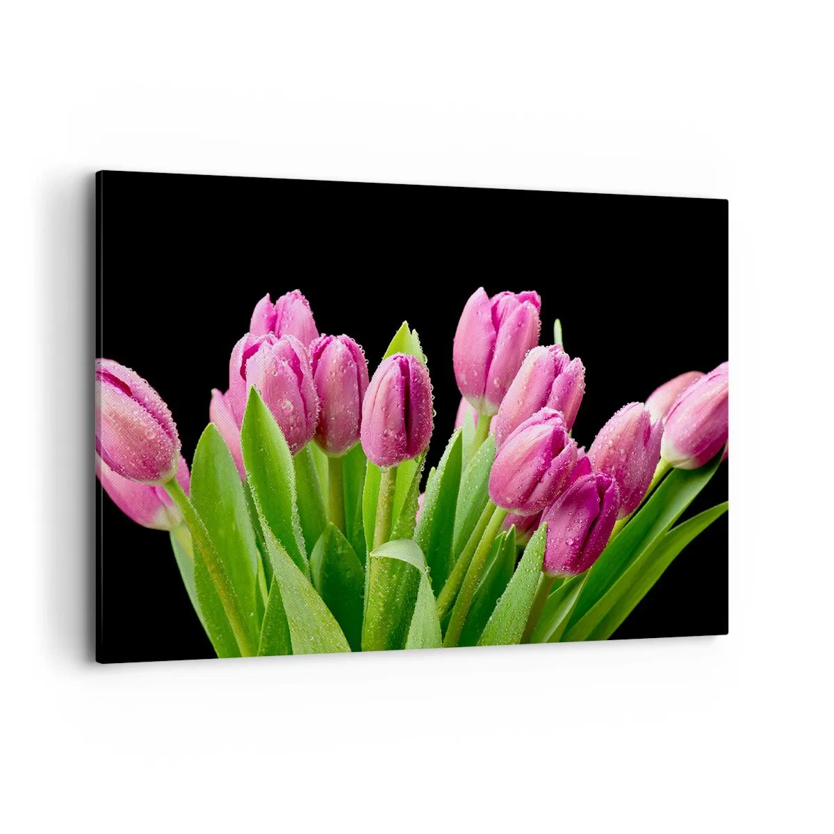 Bild auf Leinwand - Leinwandbild - Rosa Tulpen mit Tautropfen auf schwarzem Hintergrund - 100x70cm - Lila Frühlingsfreude - Moderne Wanddekoration für Wohnzimmer und Schlafzimmer ARTTOR