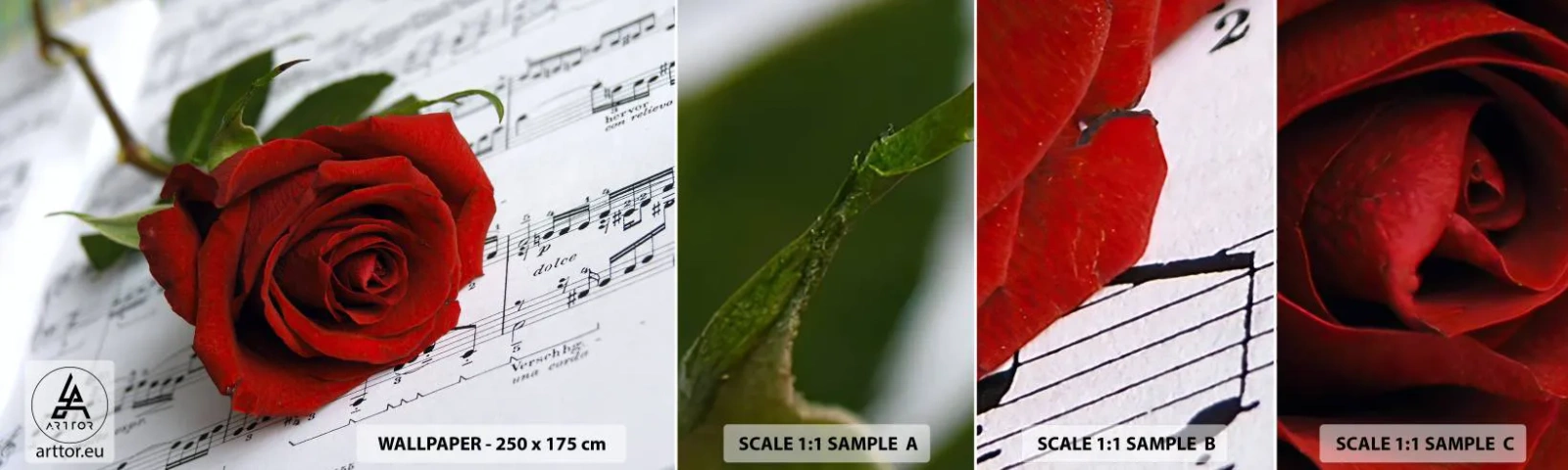 Fototapetenmuster Standard Eco - Musik der Gefühle in Scharlach - Blumen, Rose, Musik - 100x30 cm