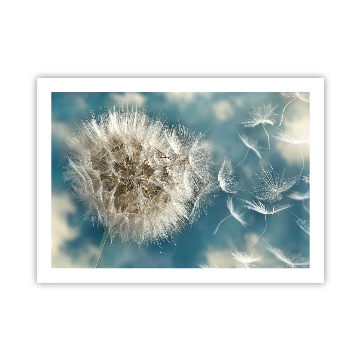 Poster - Engelsatem - 70x50 cm