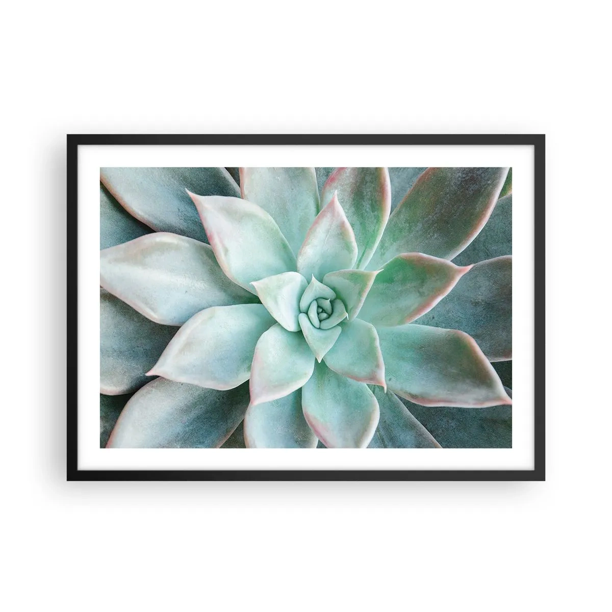 Poster in einem schwarzem Rahmen - Nahaufnahme einer grünen Sukkulente - 70x50cm - Das Herz der Wüste - Moderne Wanddekoration für Wohnzimmer und Schlafzimmer ARTTOR