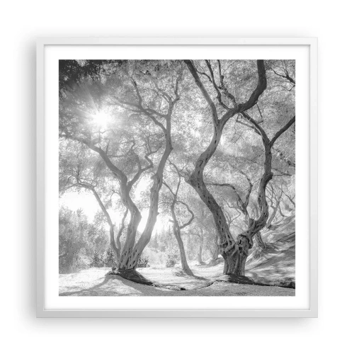 Poster in einem weißen Rahmen - Im Olivenhain - 60x60 cm
