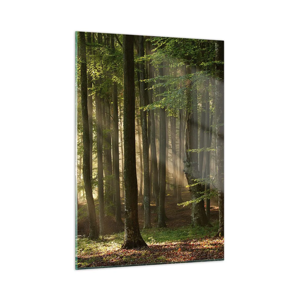 Glasbild - Bild auf glas - Sonnenstrahlen scheinen durch die Bäume im Wald - 50x70cm - Strahlend an einem Frühlingsmorgen - Moderne Wanddekoration für Wohnzimmer und Schlafzimmer ARTTOR