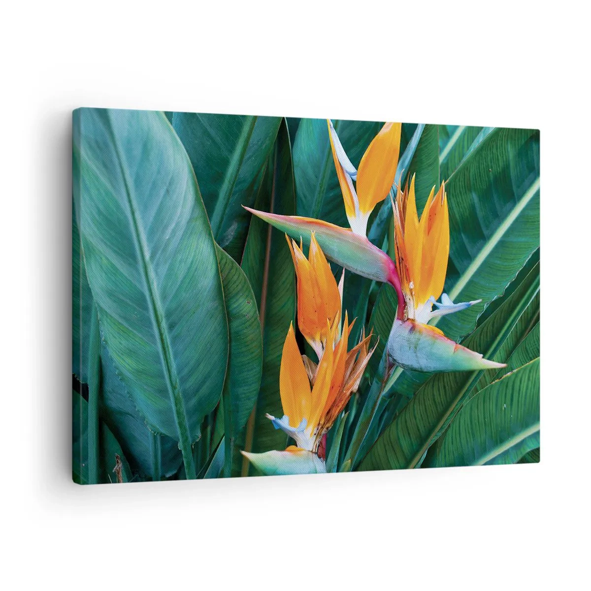 Bild auf Leinwand - Leinwandbild - Exotische Strelitzienblüten, umgeben von grünen Blättern - 70x50cm - Ist es eine Blume oder ist es ein Vogel? - Moderne Wanddekoration für Wohnzimmer und Schlafzimmer ARTTOR